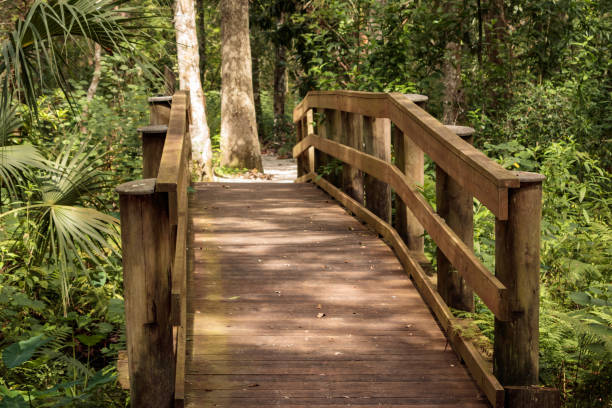 istock woden bridge park way crossing small spruit 819249062