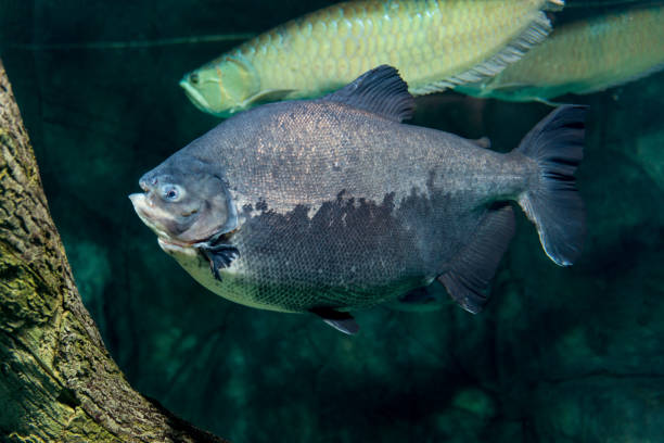 Piranha, Serrasalmus bat Natterer, fish-eating meat