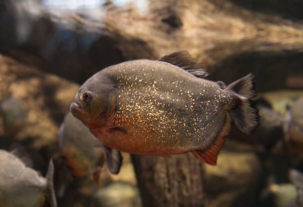 Piranha, Serrasalmus bat Natterer, fish-eating meat