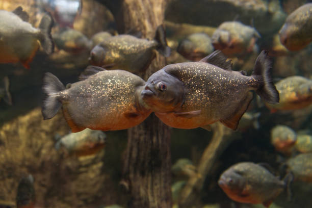 Piranha, Serrasalmus bat Natterer, fish-eating meat