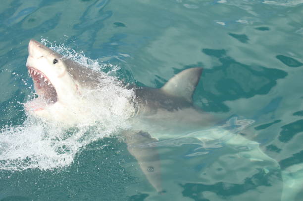 istock Great white shark launching aggressively out of the ocean 819274520