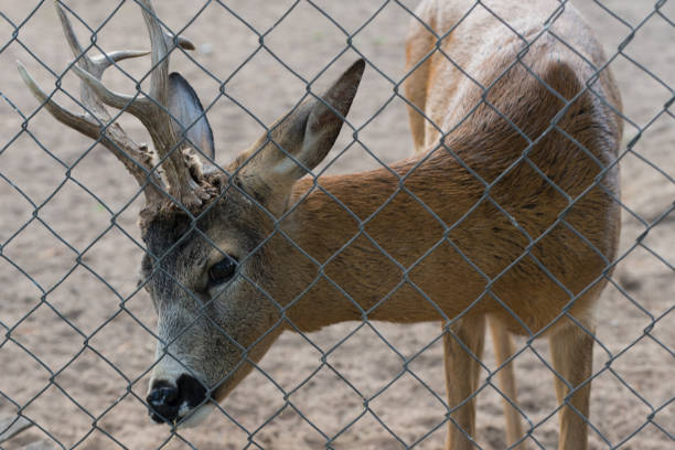 istock ROE deer, the goat in the zoo mesh 819295572