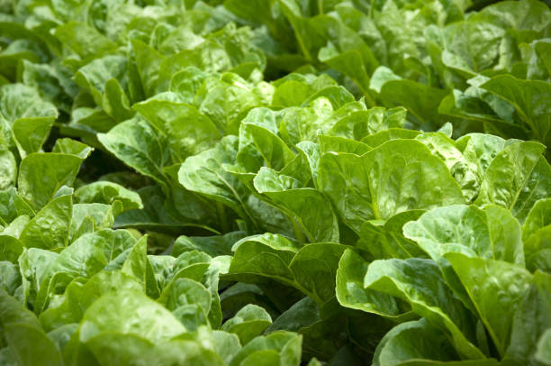 istock lettuce in rows in the vegetable garden 819341704
