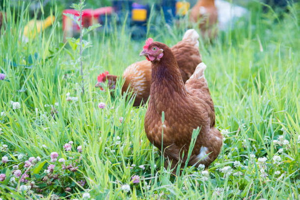 freilandhuhn hens - rhode island red huhn stock-fotos und bilder