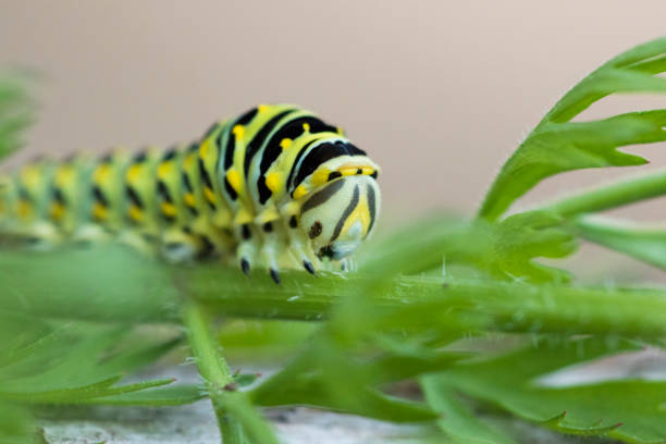 ブラックスワローテイルの幼虫 - butterfly swallowtail butterfly caterpillar black ストックフォトと画像