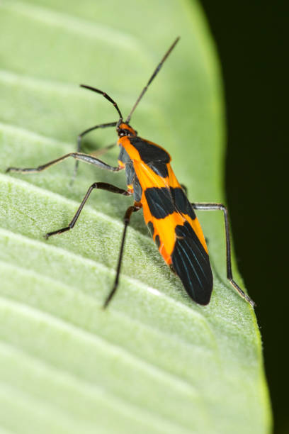 istock Large milkweed bug with warning coloration on a milkweed leaf. 819352610