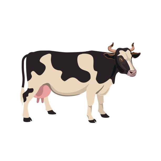 Spotted cow vector Black and white spotted cow. Vector illustration on the white background pics of the holstein cow stock illustrations