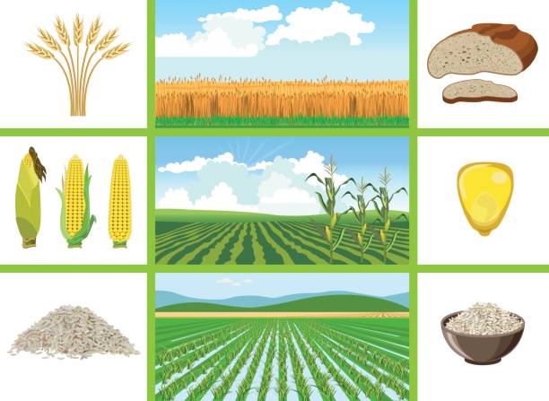 Agricultural fields - wheat, maize, rice. Agricultural fields - wheat, maize, rice. Vector illustrations. corn crop stock illustrations