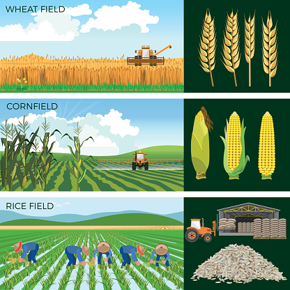 Set of agricultural fields- wheat, maize, rice. Vector illustrations.