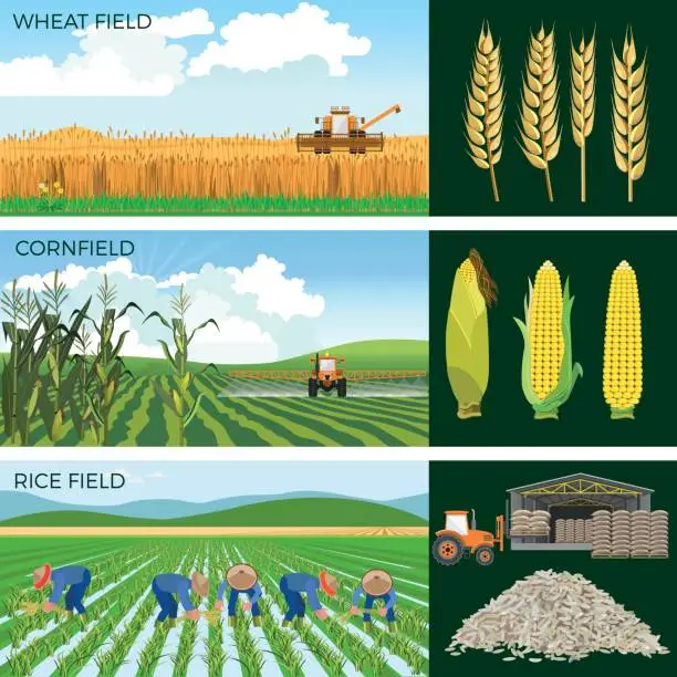 Vector illustration of Set of agricultural fields.