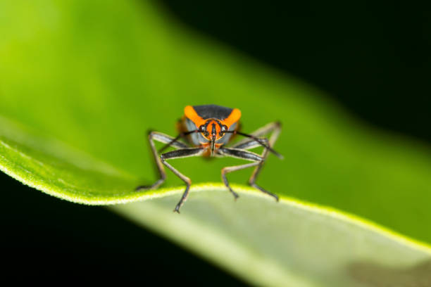 Large milkweed bug, Oncopeltis fasciatus, with warning coloration at the Belding Wildlife Management Area in Vernon, Connecticut.