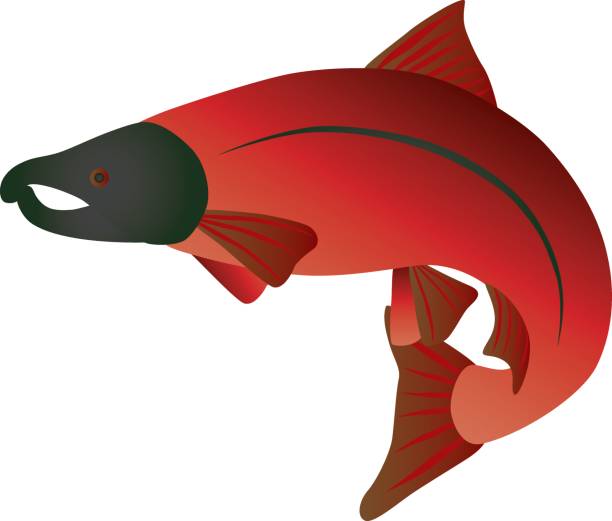 ilustracja kolorowa łososia coho - chinook salmon stock illustrations