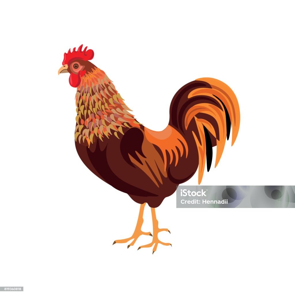 Red Rooster Vector Red Rooster Vector Stock Illustration - Download Image Now - Adult ...