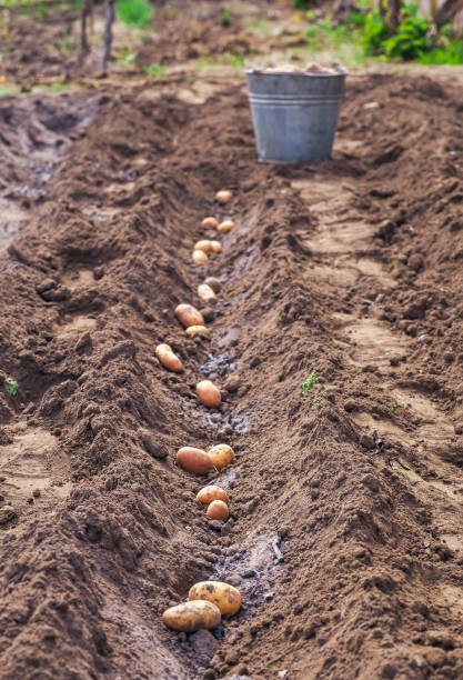 istock Planting potatoes in the spring for harvest. 819368080
