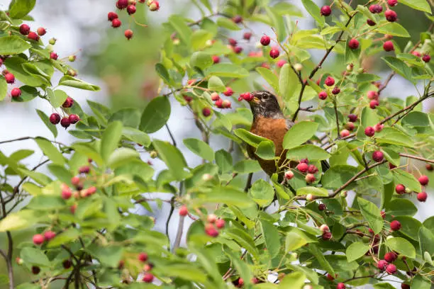 American robin in summer