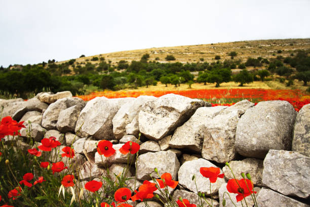 Southeast Sicily: A field of poppies in spring and a drystone wall in the foreground with an olive orchard in the distance. Copy space available in the white sky. Shot near Modica in Ragusa Province.