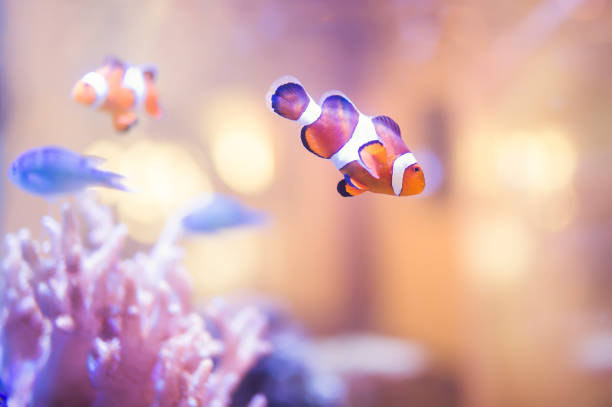 istock Finding Nemo, Amphiprion Ocellaris Clownfish In Marine Aquarium 819382776