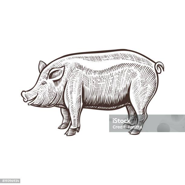 Farm Pig Animal Sketch Isolated Pork On The White Background Vintage Style Stock Illustration - Download Image Now
