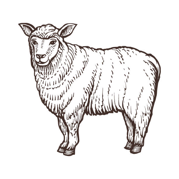 Sheep farm animal sketch, isolated sheep mammal on the white background. Vintage style vector art illustration
