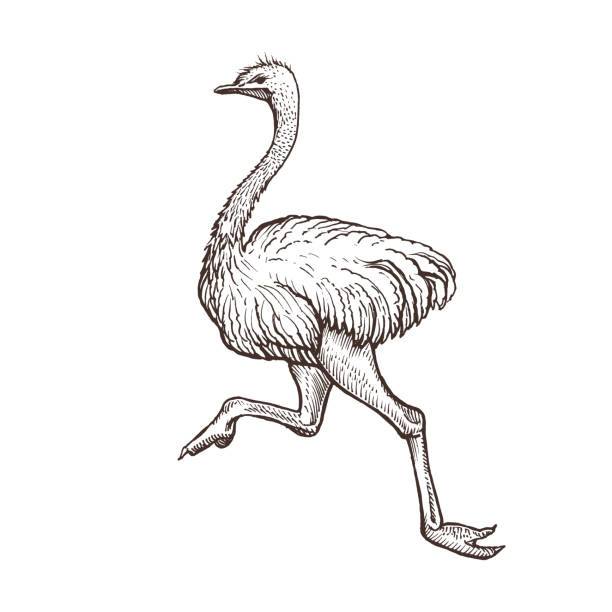 Ostrich bird, farm animal sketch, isolated running ostrich on the white background. Vintage style vector art illustration