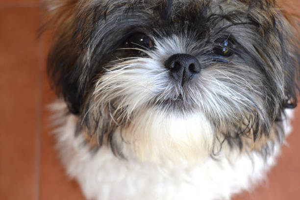 istock Small cute puppy shih tzu looking at camera. 819397102