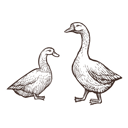 Goose and Duck farm animals sketch, isolated birds on the white background. Vintage style. Vector illustration.