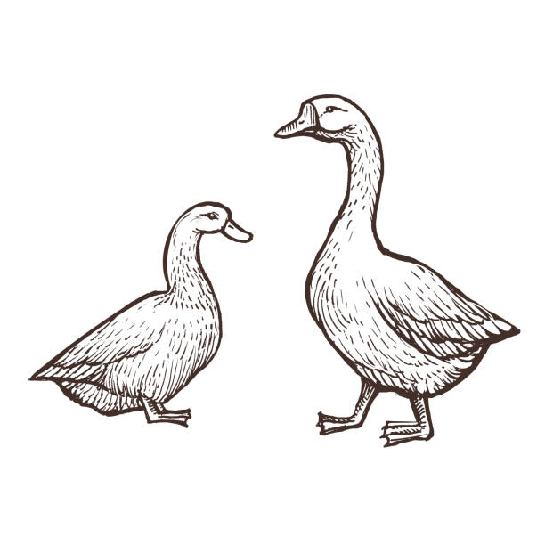 Goose and Duck farm animals sketch, isolated birds on the white background. Vintage style vector art illustration