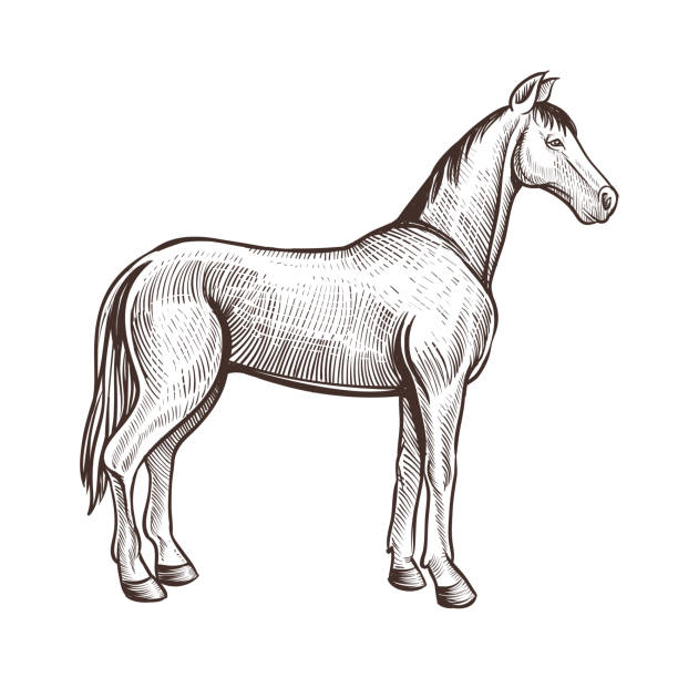 Horse handdrawn artwork. Horse animal sketch for horseback riding, equestrian sport or other design vector art illustration