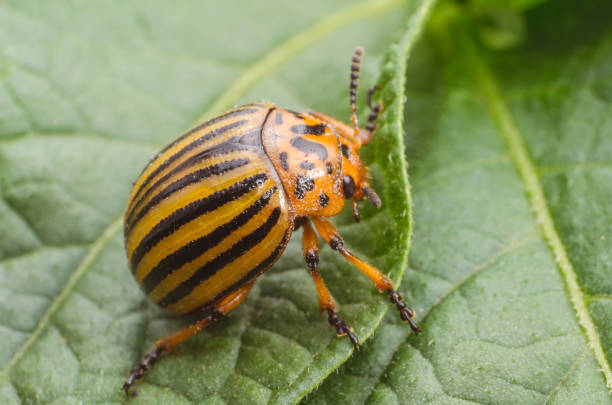 istock Colorado beetle crawls over potato leaves 819397324