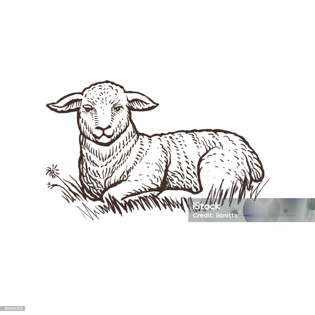 Animal de ferme agneau croquis, mammifère agneau isolé sur fond blanc. Style vintage - clipart vectoriel de Agneau - Animal libre de droits