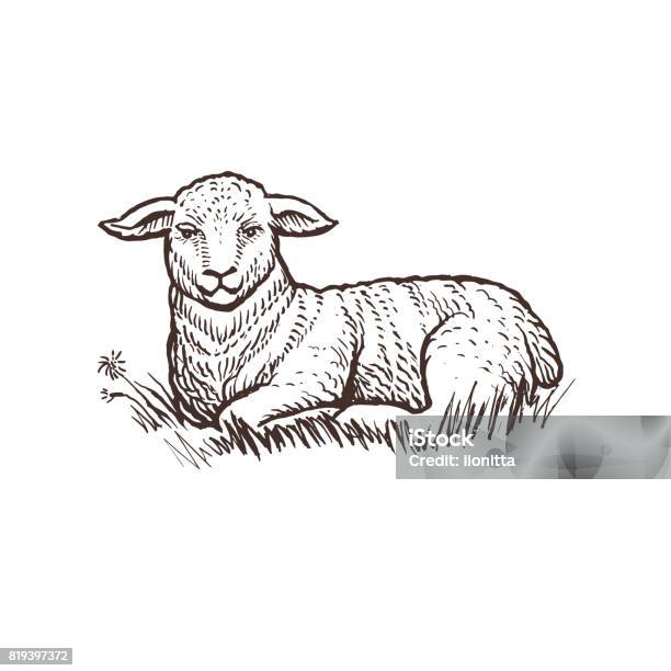 Animal De Ferme Agneau Croquis Mammifère Agneau Isolé Sur Fond Blanc Style Vintage Vecteurs libres de droits et plus d'images vectorielles de Agneau - Animal