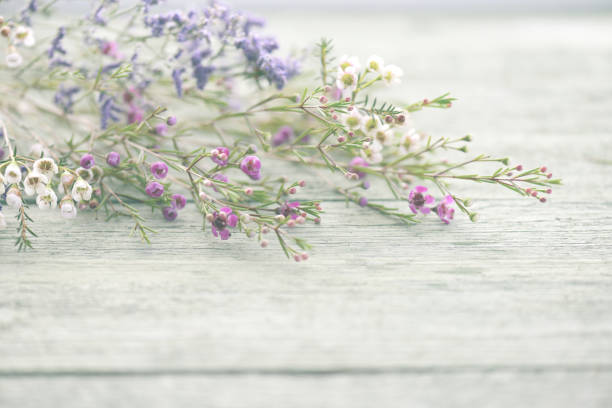 hermosas flores de brezo sobre fondo de madera - wood single flower flower bouquet fotografías e imágenes de stock