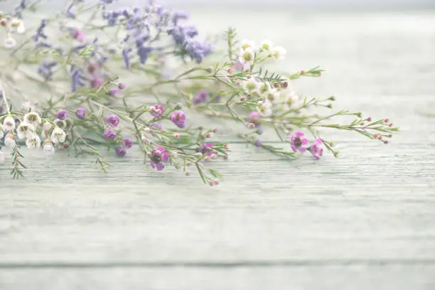 Photo of beautiful flowers heather on wooden background