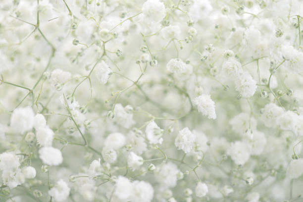 istock beautiful flowers Gypsophila 819400082