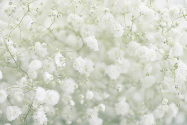 istock beautiful flowers Gypsophila 819400178