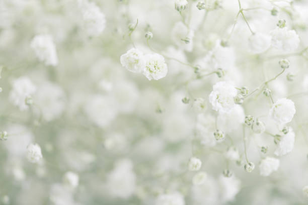 istock beautiful flowers Gypsophila 819400262
