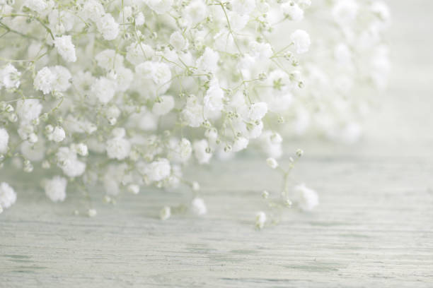 istock beautiful flowers Gypsophila 819402828