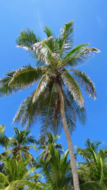 istock San Blas - Kuna Yala - Panama 819405204
