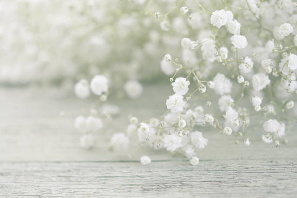 istock beautiful flowers Gypsophila 819405658