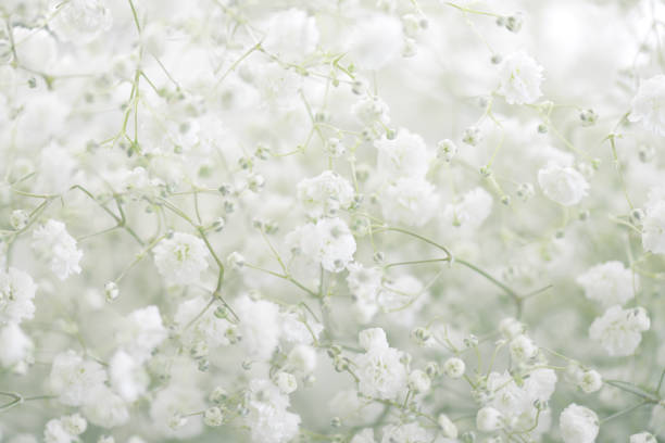 istock beautiful flowers Gypsophila 819405784