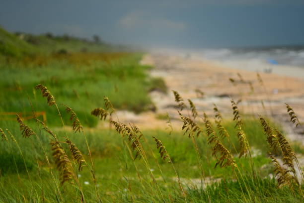 istock Sea Oats seeding voluminously along beach on Florida's atlantic coast 819410028