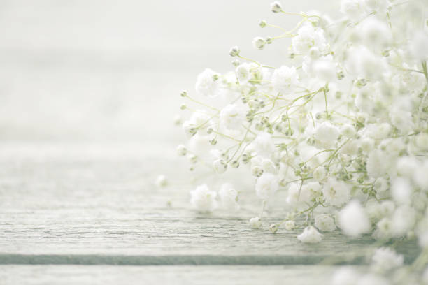 istock beautiful flowers Gypsophila 819414858