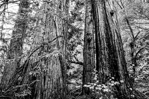 Redwood Forest with giant red cedar trees USA BW