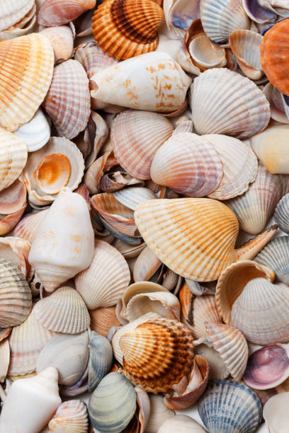 istock Variety of seashells 819430030