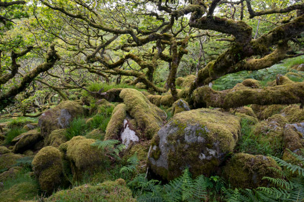 древесина вистмана - glade forest oak tree tree стоковые фото и изображения