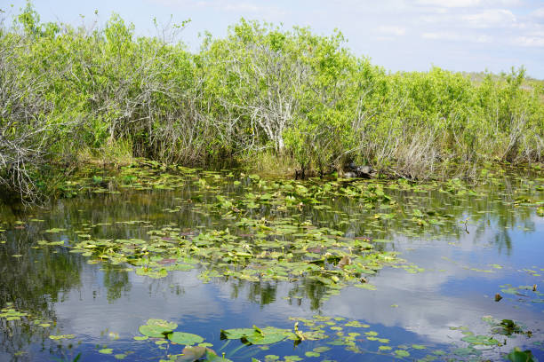 istock Freshwater Habitat - Everglades National Park 819441400