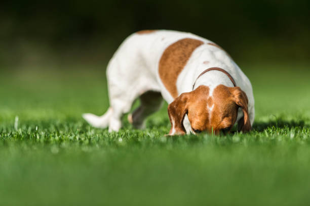 istock Dachshund on the hunt in the early morning grass 819445552