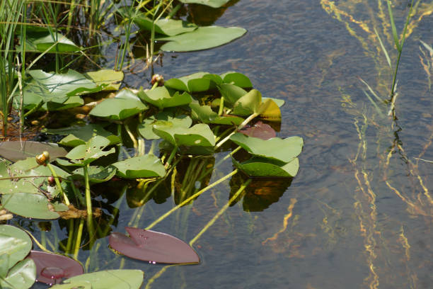 istock Freshwater Habitat - Everglades National Park 819448558