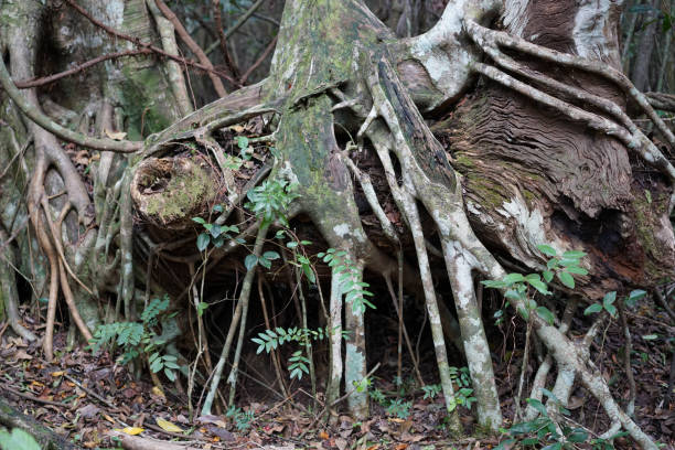 istock Roots - Everglades National Park 819453932