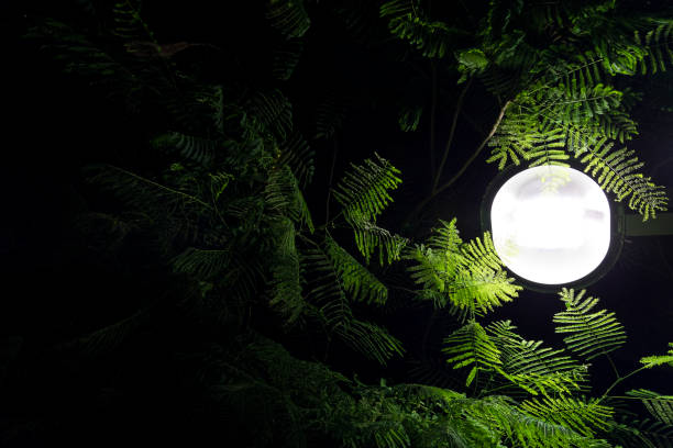 istock Mimosa tree with a street light 819459642